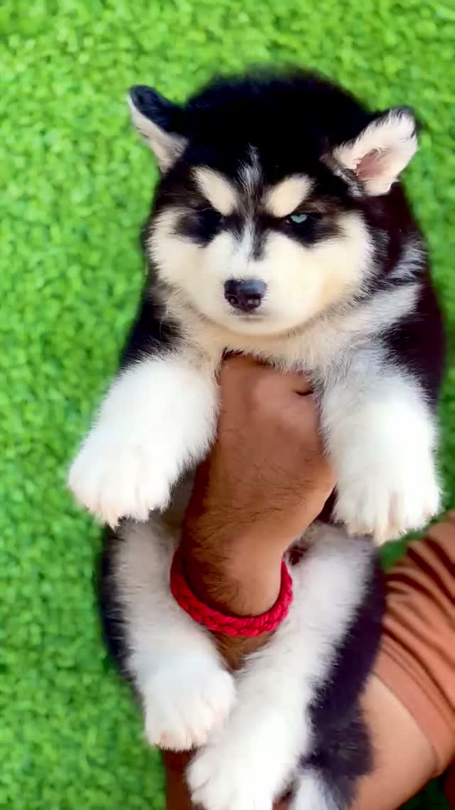 Siberian Husky Puppy | Copper & White Color, farm video