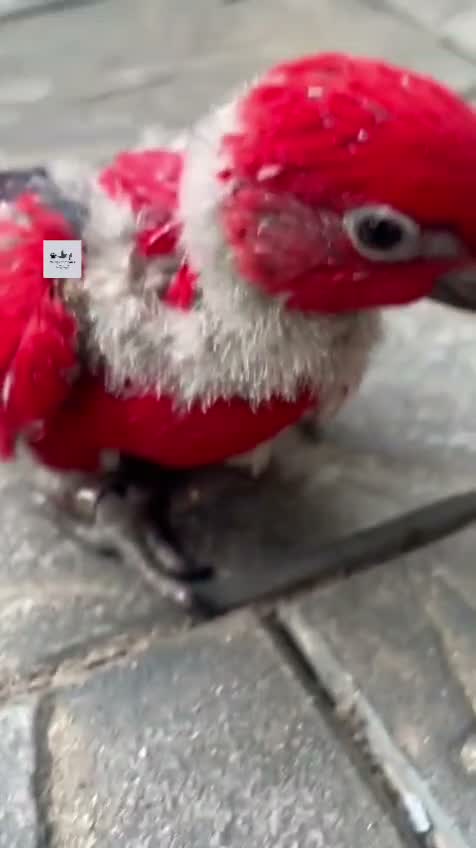 Rainbow Lorikeet, farm video