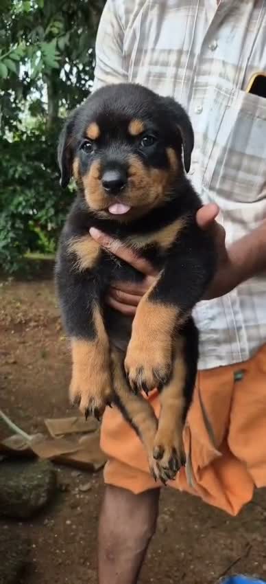Rottweiler Puppy, farm video