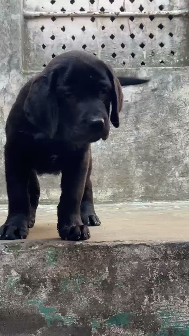 Dachshund Puppy | Brown, farm video