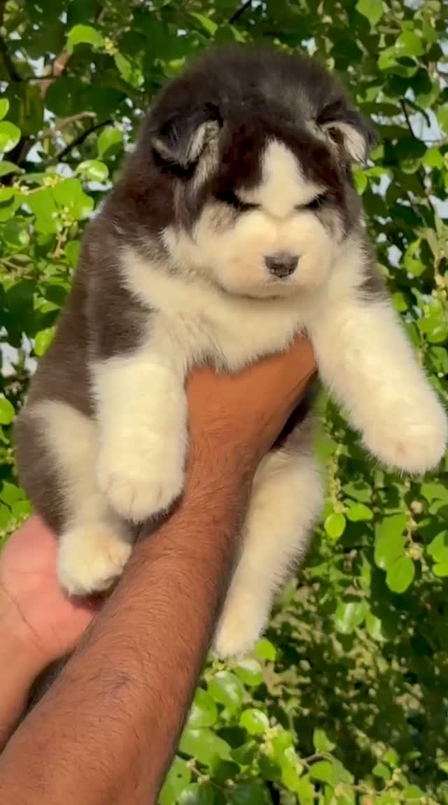 Siberian Husky Puppy | Black & White Color, farm video