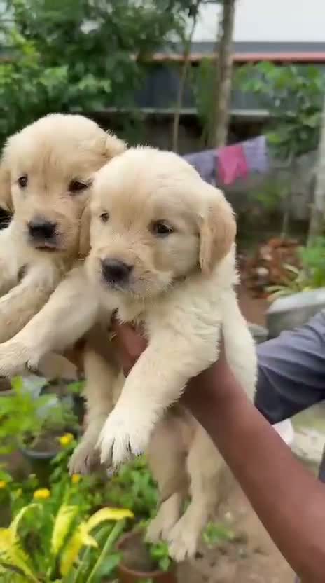 Dachshund Puppy | Brown, farm video