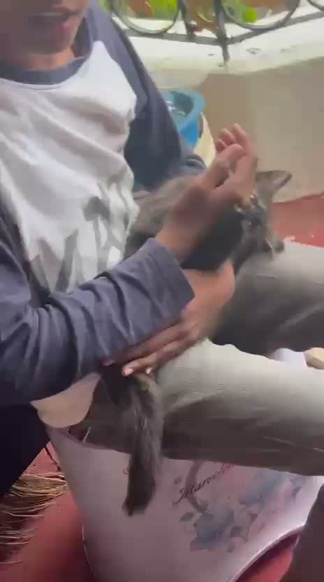 Doll Face Persian Kitten, farm video