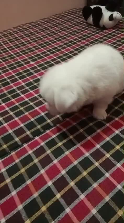 Culture Pom Puppy, farm video