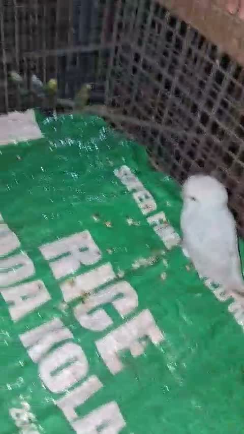 Red-rumped Parakeet, farm video