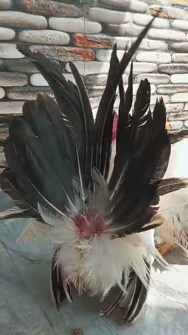 Homer Pigeon, farm video