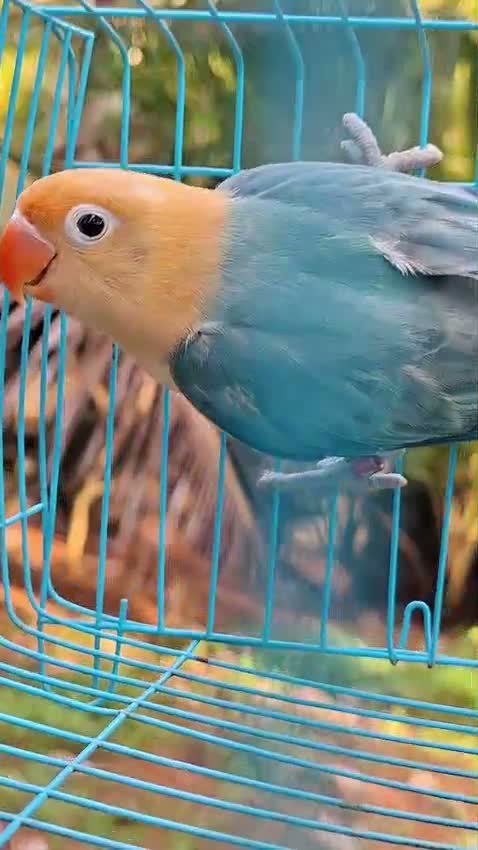 Blue Sided | Turquoise Conure, farm video