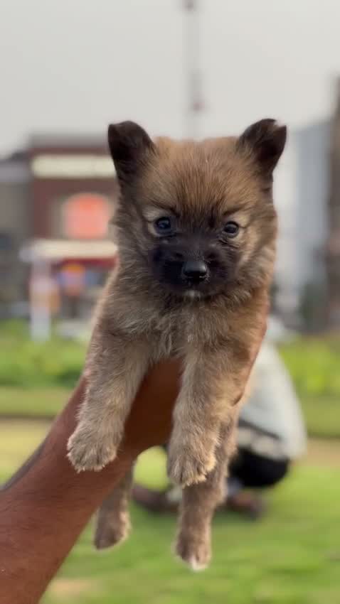 Culture Pom Puppy, farm video