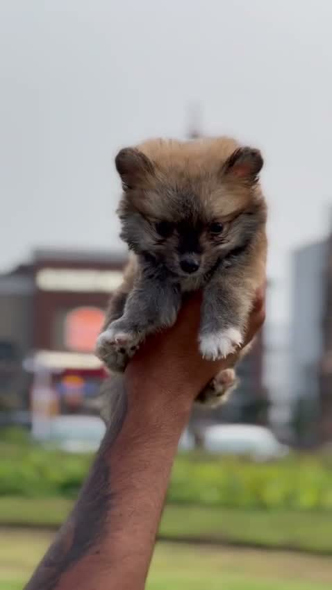 Culture Pom Puppy, farm video