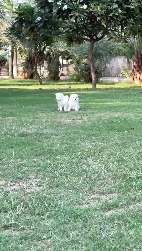 Culture Pom Puppy, farm video