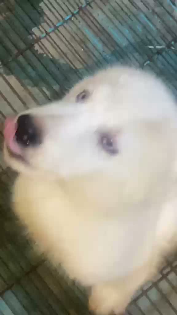Siberian Husky Puppy | Black & White Color, farm video