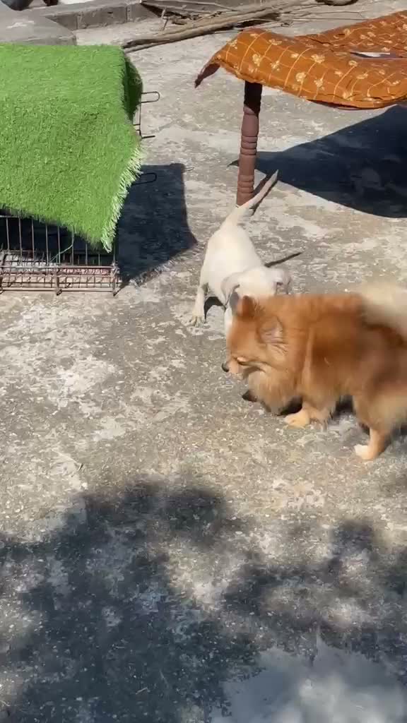 Beagle Black & Tan Puppy, farm video