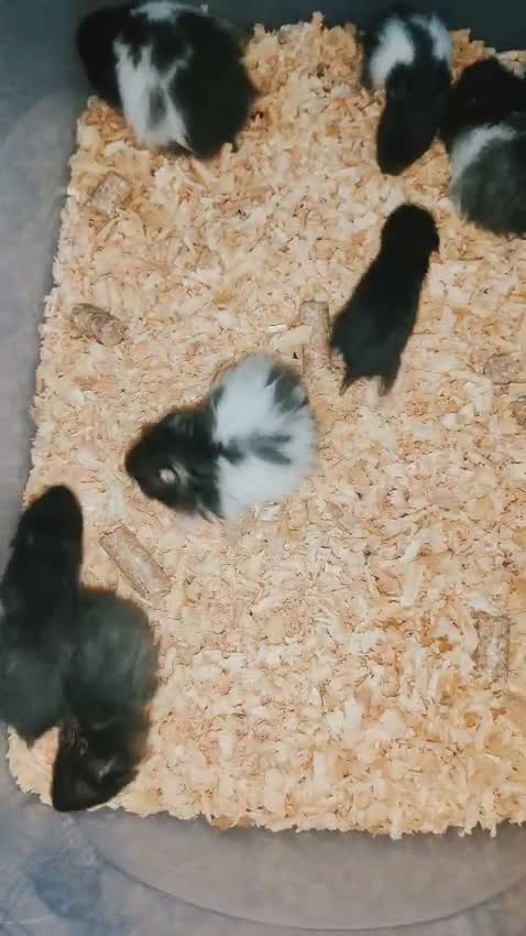 Dwarf Hamster Babies | Adults, farm video