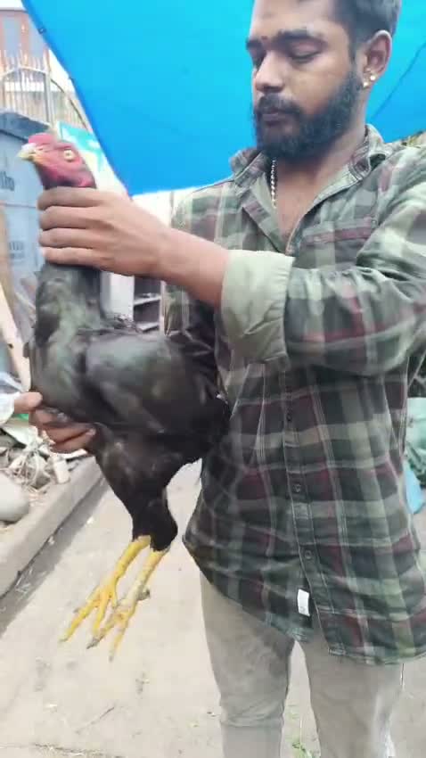 Satin Pigeon, farm video