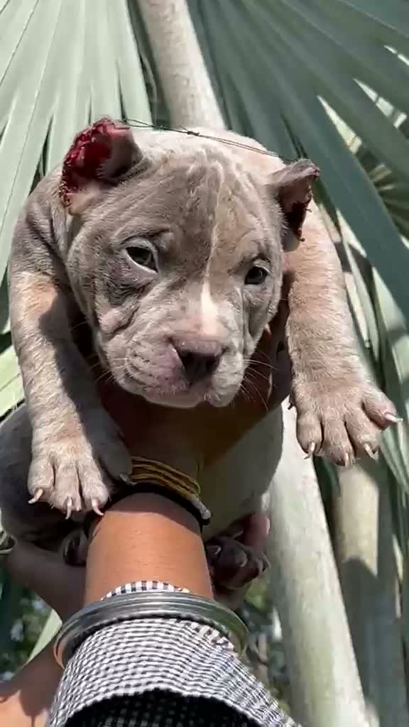 American Bully Pocket Size Puppy, farm video