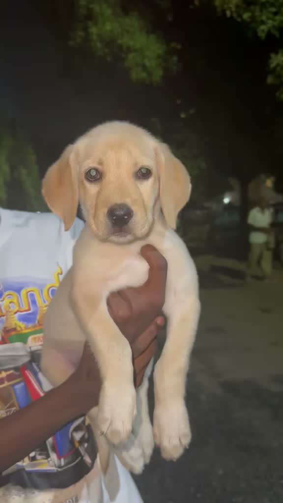 Beagle Black & Tan Puppy, farm video
