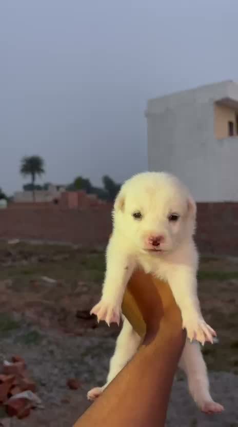 Culture Pom Puppy, farm video