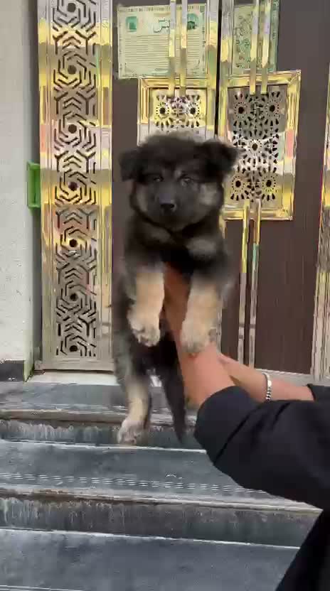 German Shepherd Puppy, farm video