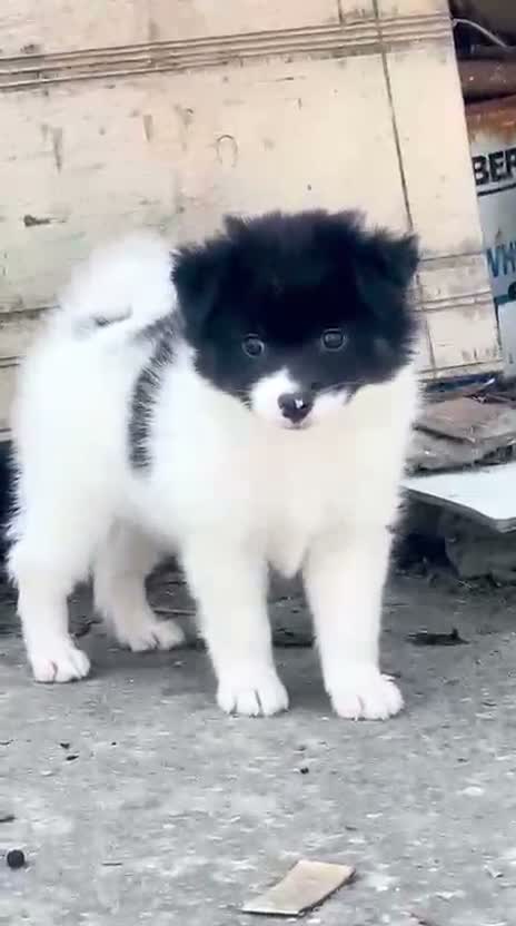 Culture Pom Puppy, farm video