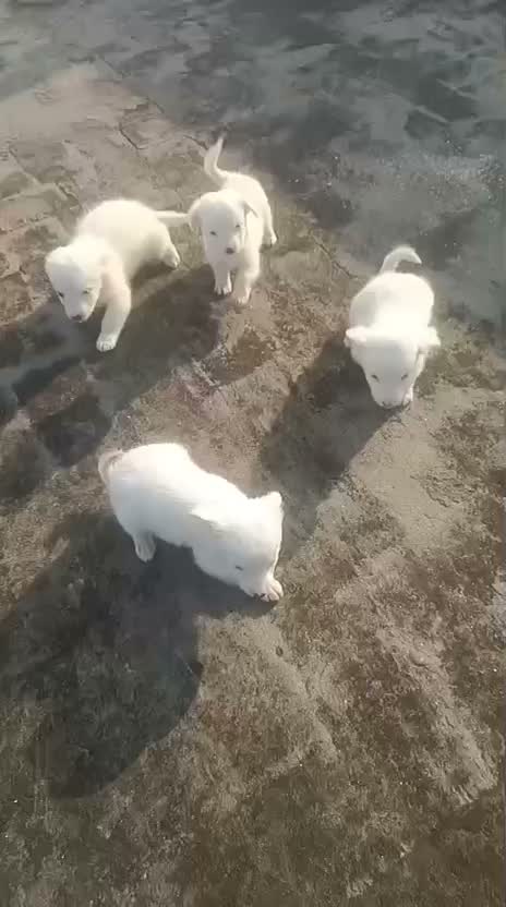 Culture Pom Puppy, farm video