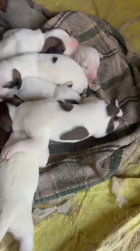 American Bully Pocket Size Puppy, farm video