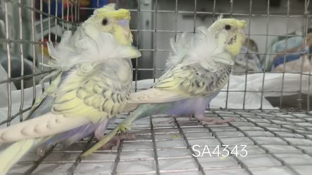 Red-rumped Parakeet, farm video