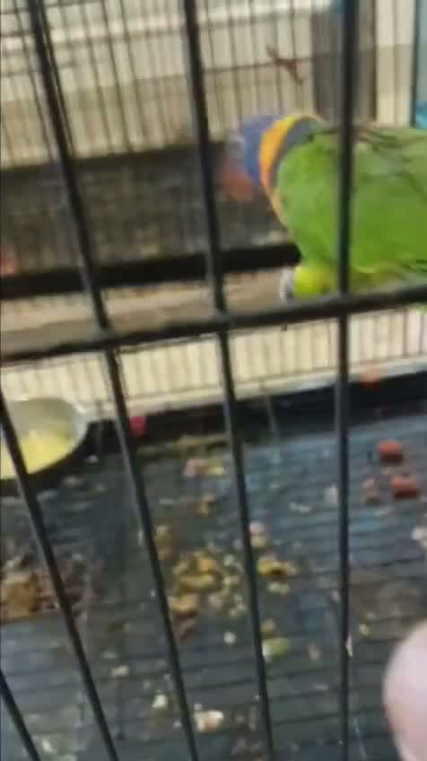 Rainbow Lorikeet, farm video