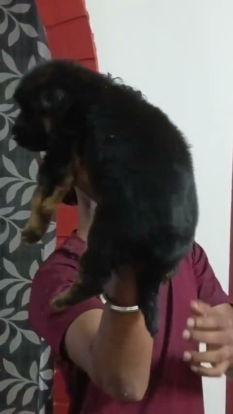 German Shepherd Puppy, farm video