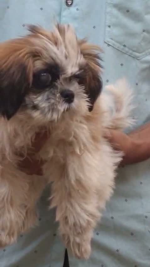 Shih Tzu | Black Color, farm video