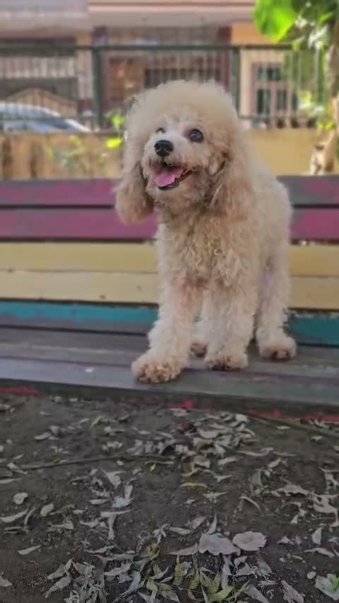 Dachshund Puppy | Brown, farm video