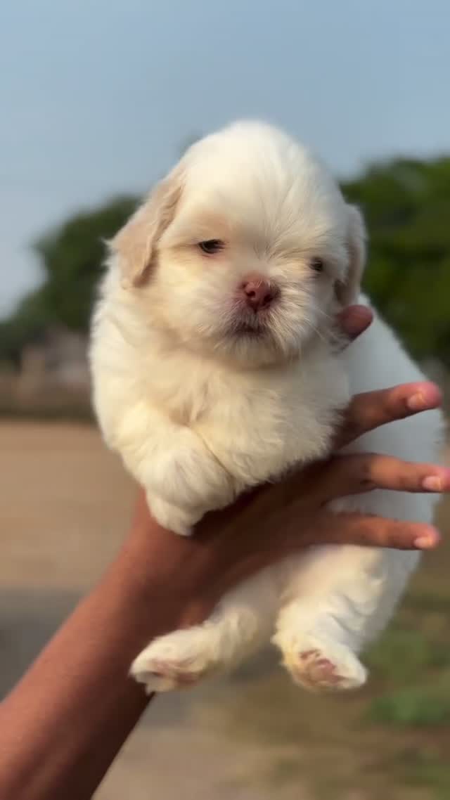 Shih Tzu | Black Color, farm video