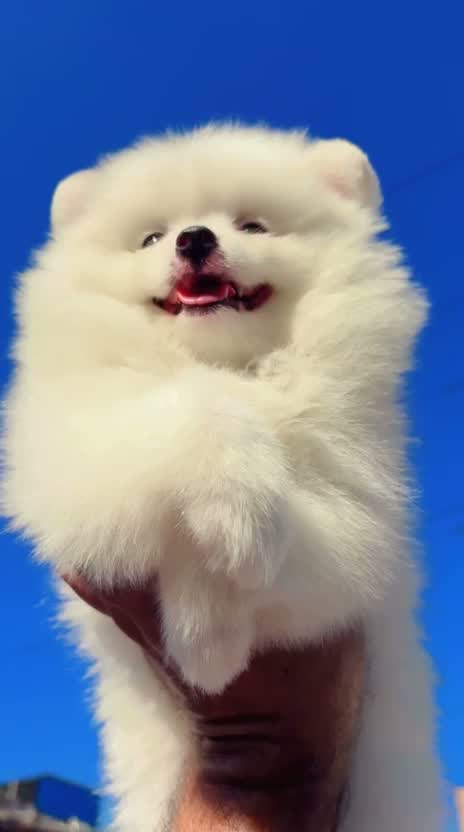Pomeranian Puppy, farm video