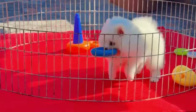 Pomeranian Puppy, farm video