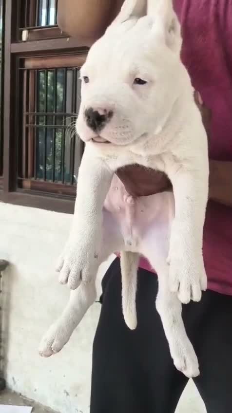 Dogo Argentino Puppy, farm video