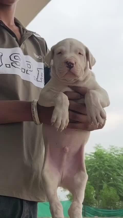 Dogo Argentino Puppy, farm video