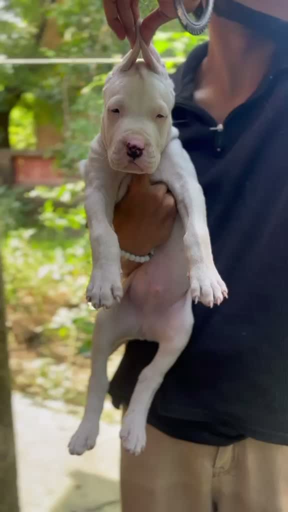 Dogo Argentino Puppy, farm video