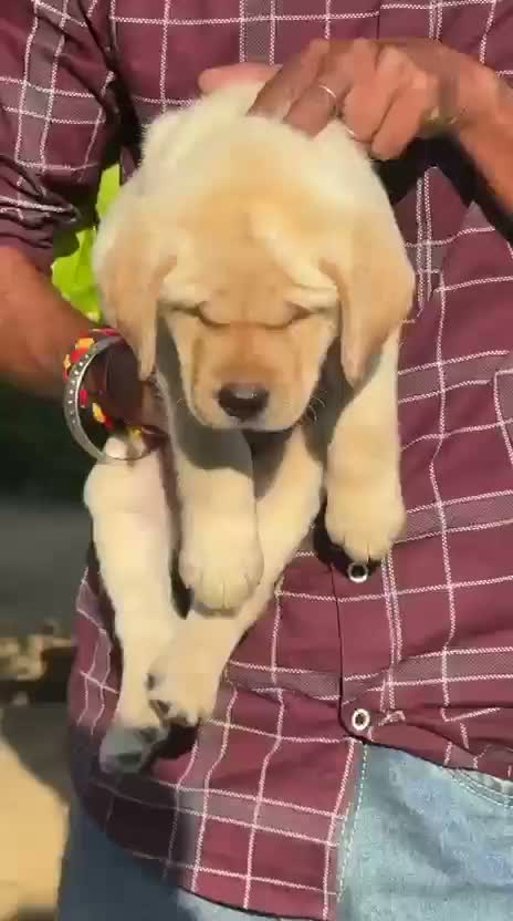 Beagle Black & Tan Puppy, farm video