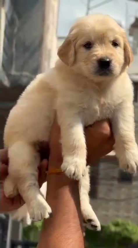 Golden Retriever, farm video