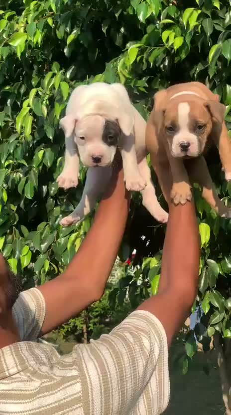 American Bully Pocket Size Puppy, farm video