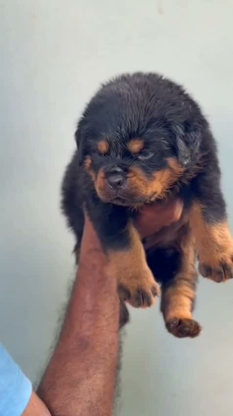Rottweiler Puppy, farm video