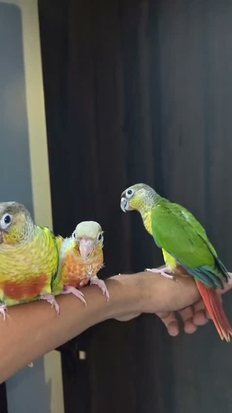 Red-rumped Parakeet, farm video