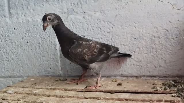 Homer Pigeon, farm video
