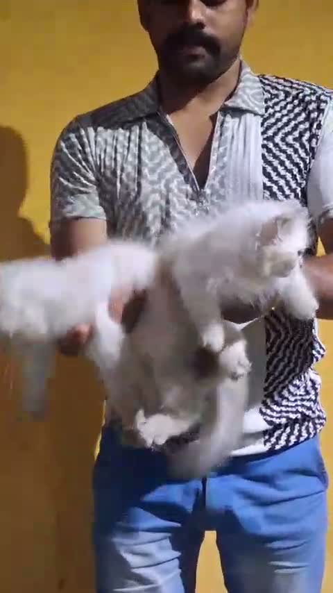 Persian, farm video