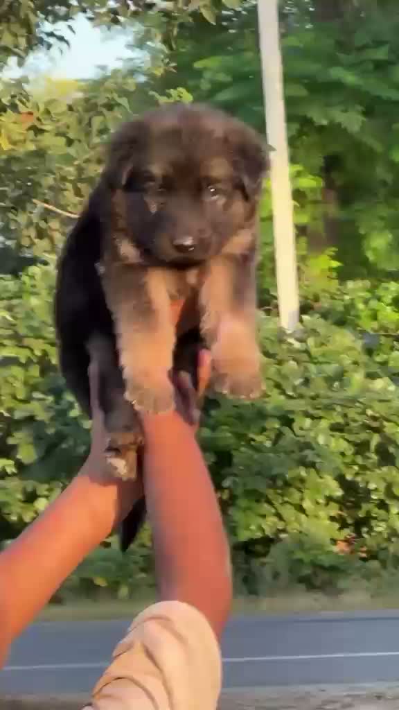 German Shepherd Puppy, farm video