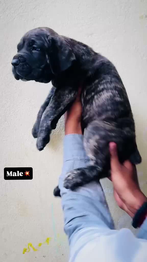 Cane Corso Puppy | Brindle, farm video
