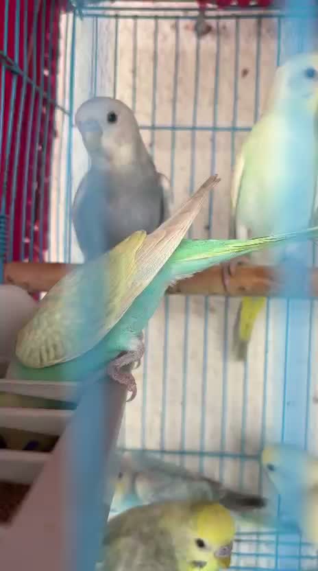Budgies | Fallow, farm video