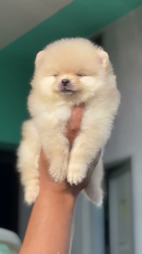 Pomeranian Puppy, farm video