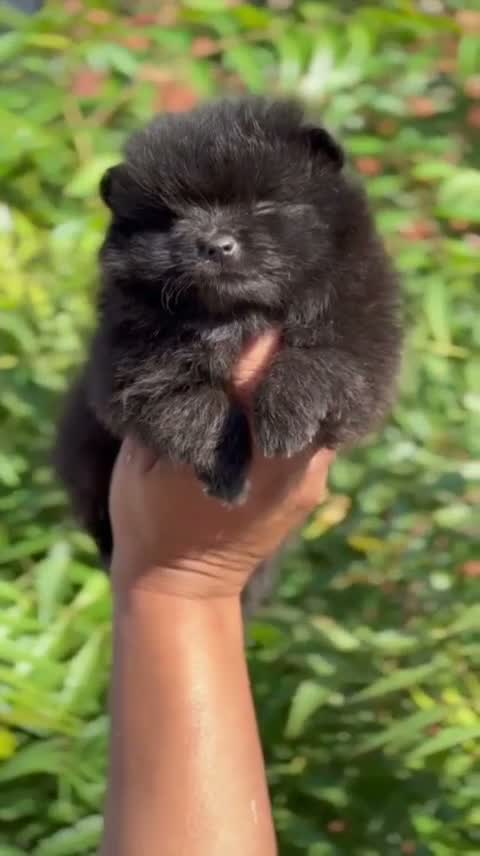 Pomeranian Puppy, farm video