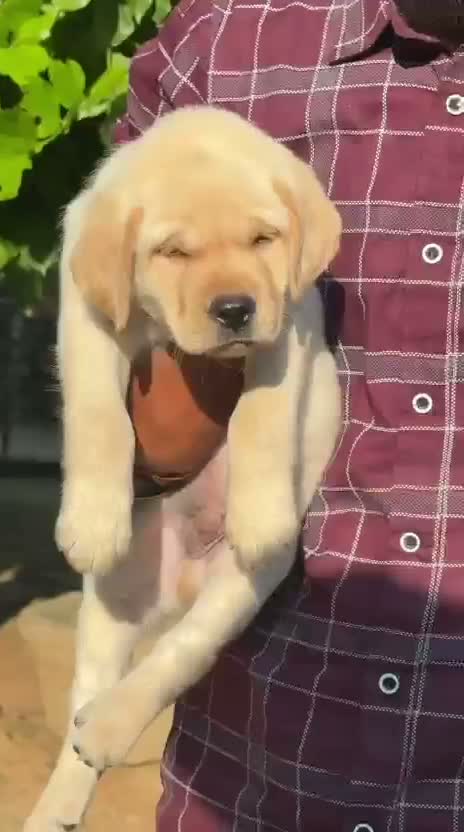 Beagle Black & Tan Puppy, farm video
