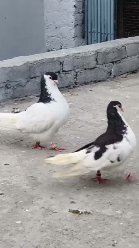 Homer Pigeon, farm video